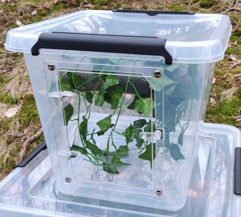 Box hodowlany terrarystyczny, gekon - ŚREDNI