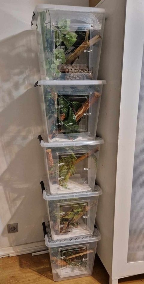 Box hodowlany terrarystyczny, gekon - ŚREDNI