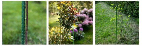 Tyczka 10szt. stal powlekana 60cm | 720106